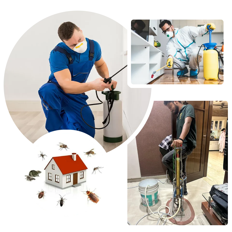 Customized, Safe Pest Control Solutions for Homes & Businesses