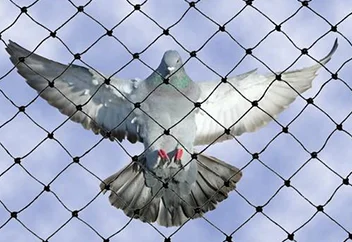 birdnetting1
