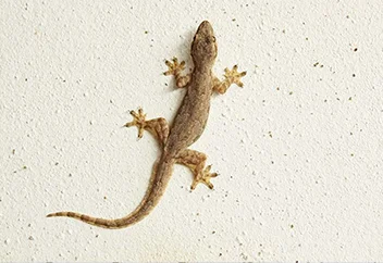 lizard1