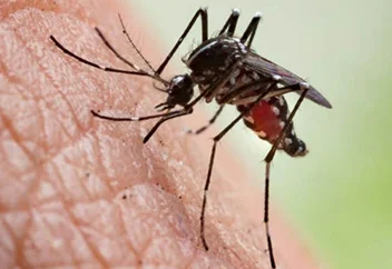 mosquito1