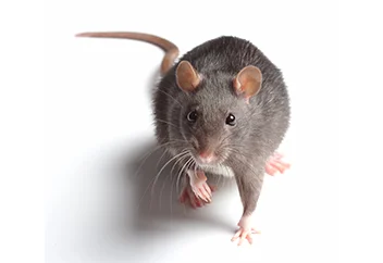 rat1