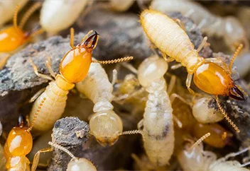 termite1